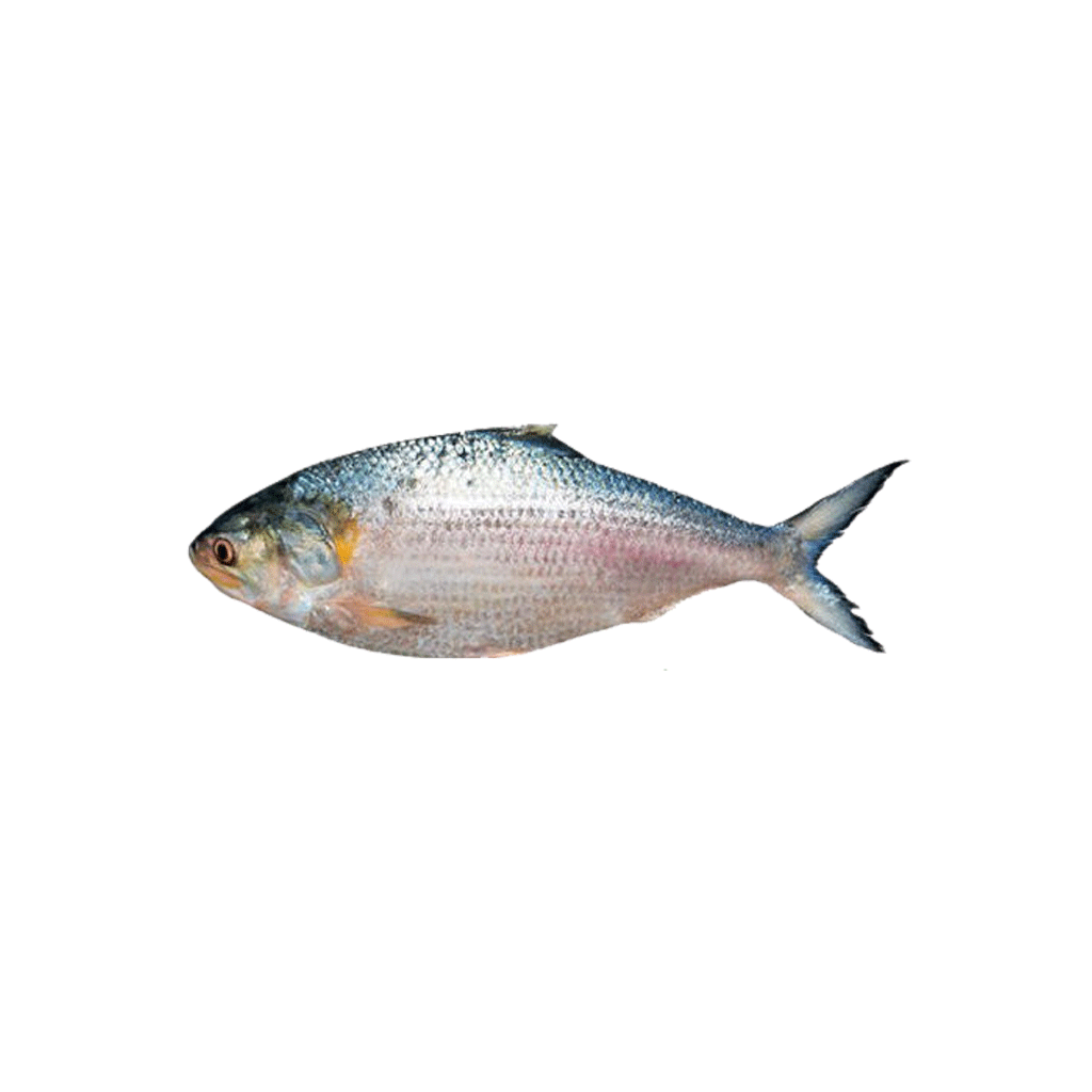 Elish (500 gm+)