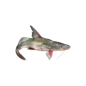 Ayer fish freshwater species.