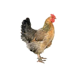 Deshi hen local breed.