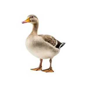 Duck meat alternative poultry.