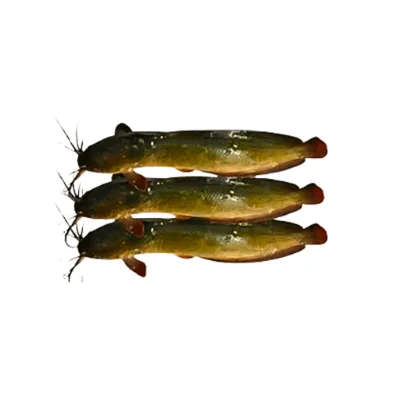 Magur Deshi catfish traditional variety.