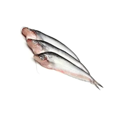 Pabda fish popular freshwater species.