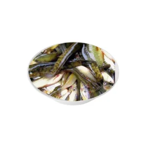 Pachmishali fish traditional variety.