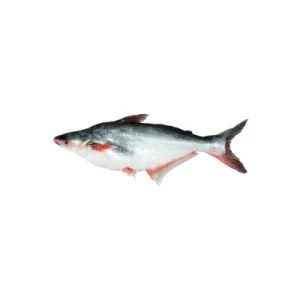 Pangas fish farm-raised.