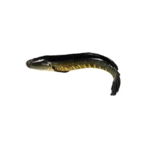 Shol Deshi fish local freshwater species.