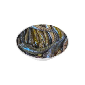 Taki fish freshwater species.