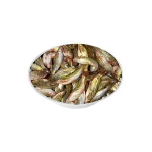 Tengra fish freshwater variety.