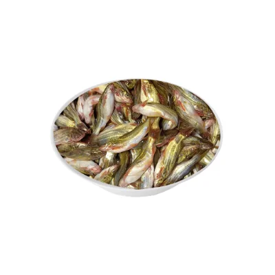 Tengra fish freshwater variety.