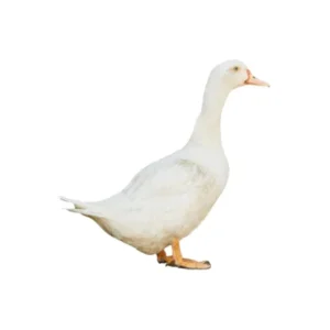 Beijing duck premium variety.