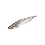 Boal fish large freshwater species.