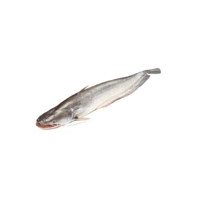 Boal fish large freshwater species.