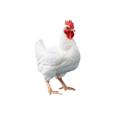 Broiler chicken commercial breed.