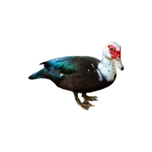 Chinese duck specialty poultry.