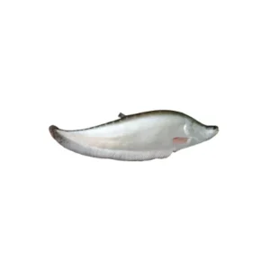 Chital fish large freshwater variety.