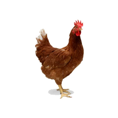 Rooster poultry male chicken.