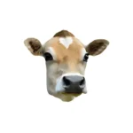Cow head meat specialty.