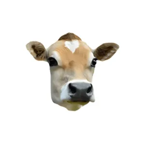 Cow head meat specialty.