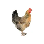 Deshi hen local breed.