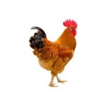 Deshi rooster traditional variety.