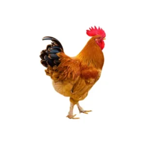 Deshi rooster traditional variety.