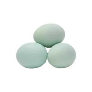 Eggs (Duck) alternative to chicken eggs.