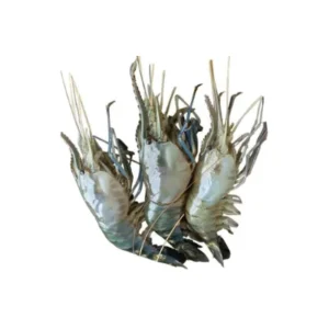 Galda prawn freshwater variety.