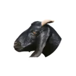 Goat head meat specialty cut.