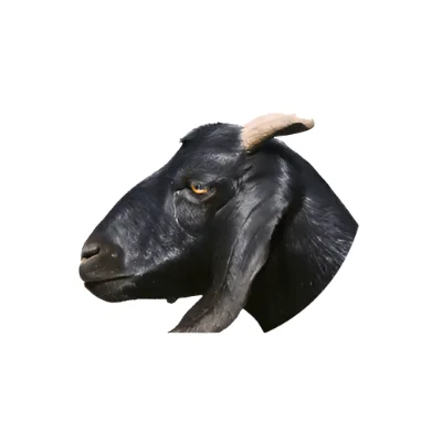 Goat head meat specialty cut.