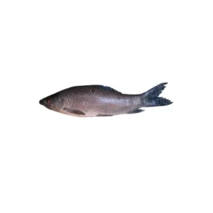 Kali Baus fish freshwater variety.