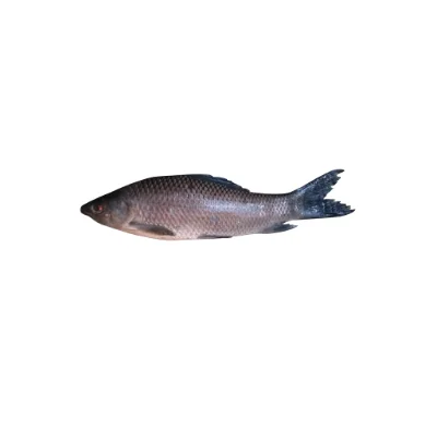 Kali Baus fish freshwater variety.