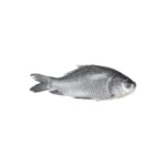 Katla fish large freshwater variety.