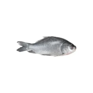 Katla fish large freshwater variety.