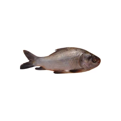 Katla River fish wild-caught.