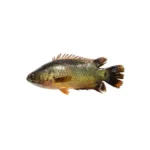 Koi Hybrid fish farm variety.
