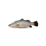 Koral fish saltwater variety.