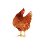Layer chicken egg-laying breed.
