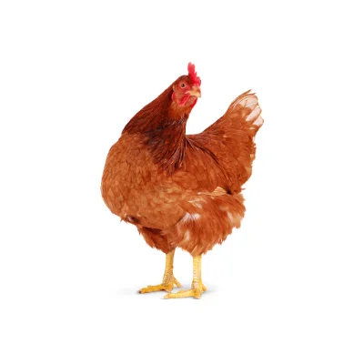 Layer chicken egg-laying breed.