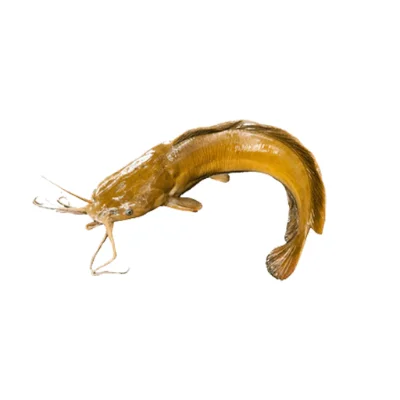 Magur Hybrid catfish farm-raised.