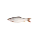 Mrigal fish freshwater species.