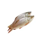 Mrigal Hybrid fish farm-raised.