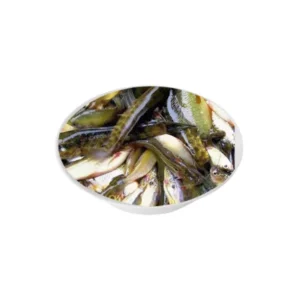 Pachmishali fish traditional variety.