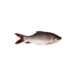 Rui fish popular freshwater species.