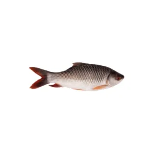 Rui fish popular freshwater species.