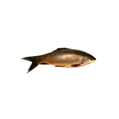 Rui Deshi fish local variety.