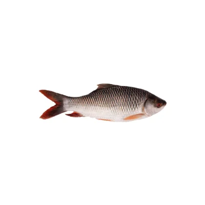 Rui fish popular freshwater species.