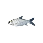 Sar Puti fish local delicacy.