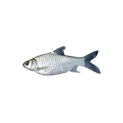 Sar Puti fish local delicacy.
