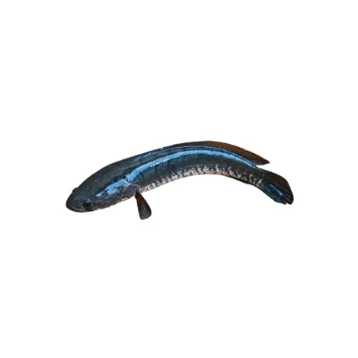 Shol fish large freshwater variety.