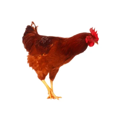 Sonali chicken popular breed.