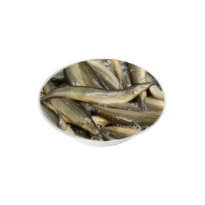 Tara Baim fish freshwater species.